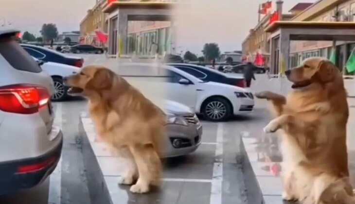 Viral Video: डॉगी ने शानदार तरीके से पार्क कराई कार, बार-बार देखा जा रहा वीडियो