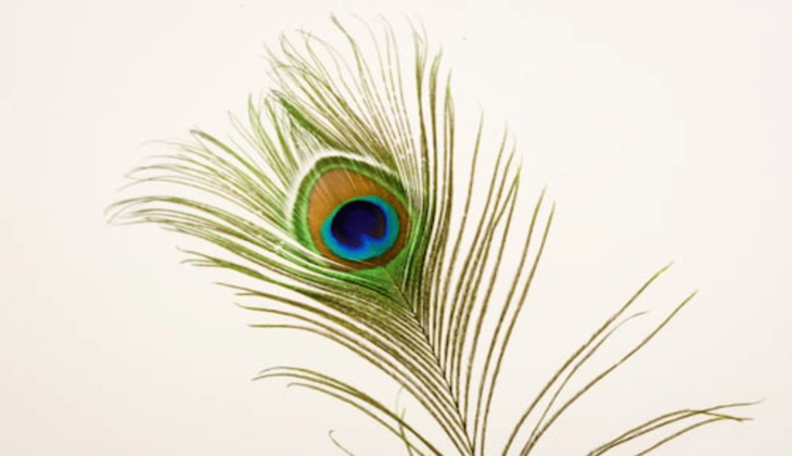 Peacock feathers benefits: मोर के पंखों से हो सकता है धन का लाभ, घर में इस जगह पर लाकर रखें