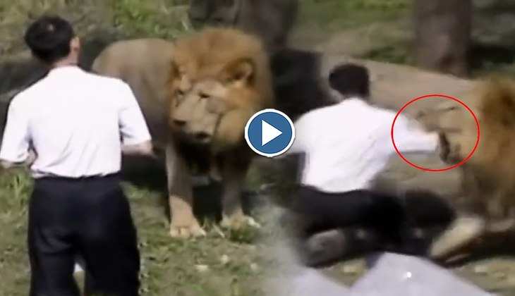 Viral Video: मार डाला! बब्बर शेर से बात करने के लिए उसके बाड़े में घुस गया ये शख्स, देखिए फिर क्या हुआ हाल