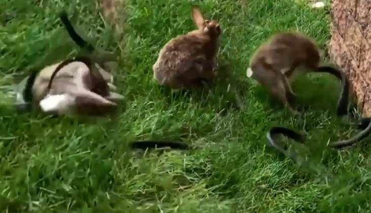 Viral Video: सांप को छेड़ना खरगोश को पड़ गया महंगा, देखिए दोनों की खौफनाक लड़ाई