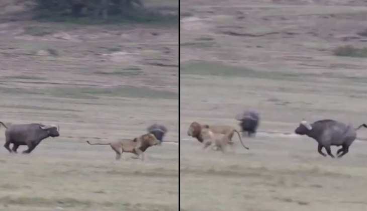 Viral Video: शेर के पीछे हाथ धोकर पड़ा भैंसा, चारोओर भागता फिरा 'जंगला का राजा', देखिए वीडियो