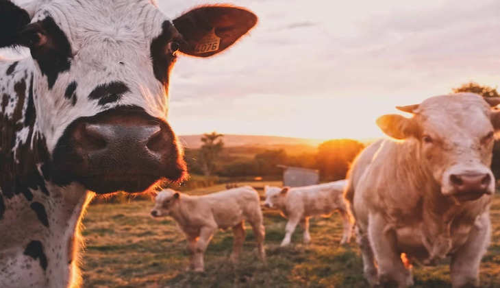 Cow Burp Tax: लो कर लो बात! इस देश में लगा गायों की डकार पर भी टैक्स, जानें क्या है कारण?