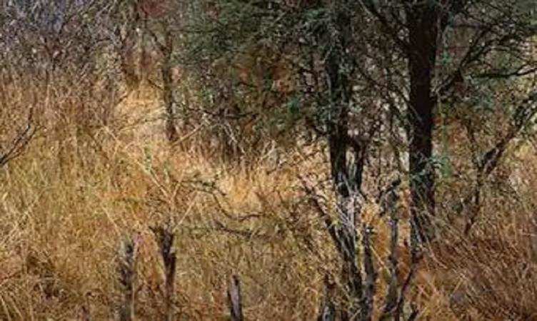 Optical Illusion:  इस तस्वीर में छिपा है एक हिरण, आपको दिखा क्या?
