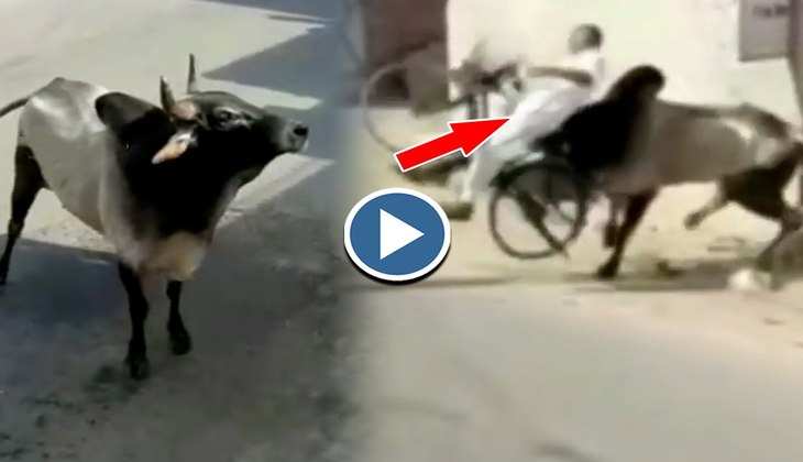 Viral Video: दईया रे! गर्मी में पगलाए सांड ने ताऊ को साइकिल सहित उठाकर जोर की मारी पटक, देखिए वीडियो