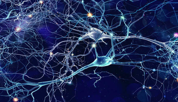 Human Brain: शोध के जरिये मानसिक विकारों का मिलेगा इलाज, चूहों पर किया गया प्रयोग, जानें क्या रहा रिजल्ट