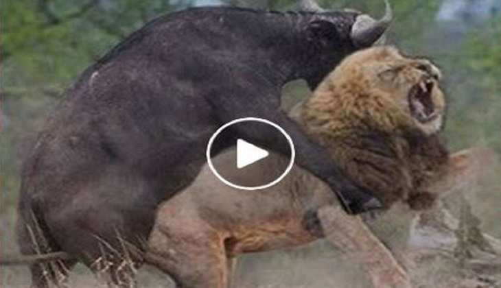 Viral Video: जब बच्चे पर मारे शेरनी ने दांत तो भैंस को आया भयंकर गुस्सा, देखिए कैसे अकल लगाई ठिकाने