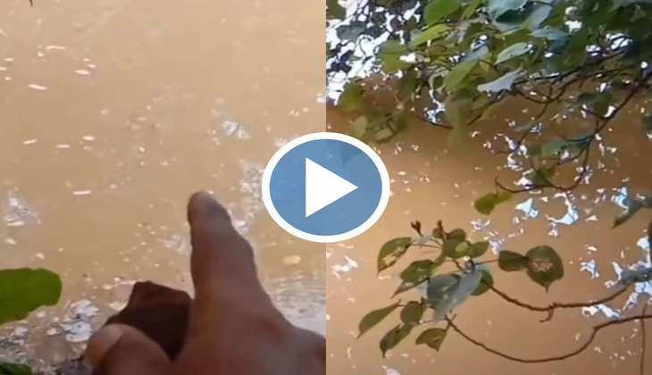 Viral Video: शांत पानी में जब फेंका पत्थर तो निकला खूंखार मगरमच्छ, वीडियो देख खड़े हो जाएंगे आपके रोंगटे