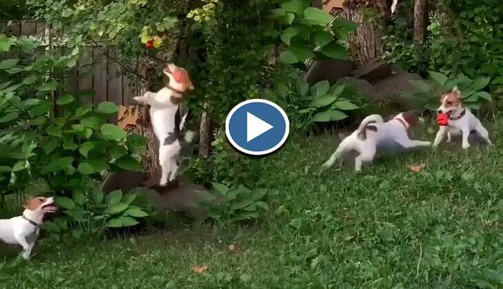 Dog Video: दो डॉगियों ने मिलकर किए गजब के स्टंट, वीडियो देख लोग बोले-'कोई इनसे सीखे'