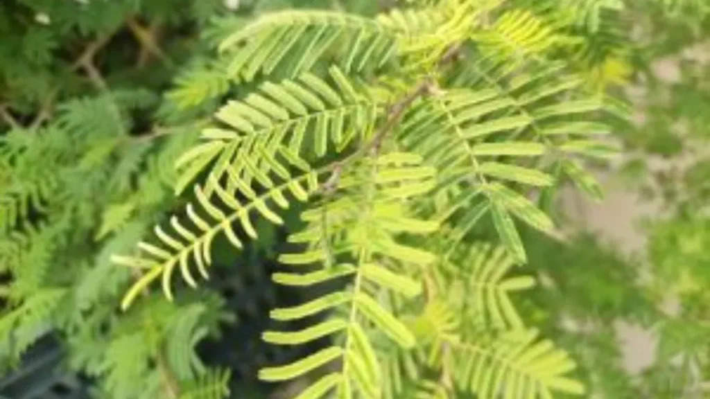 Shami plant benefits: इस पौधे को घर में लगाने से सारे देवी-देवताओं की मिलती है कृपा, दूर हो जाती है हर विपदा