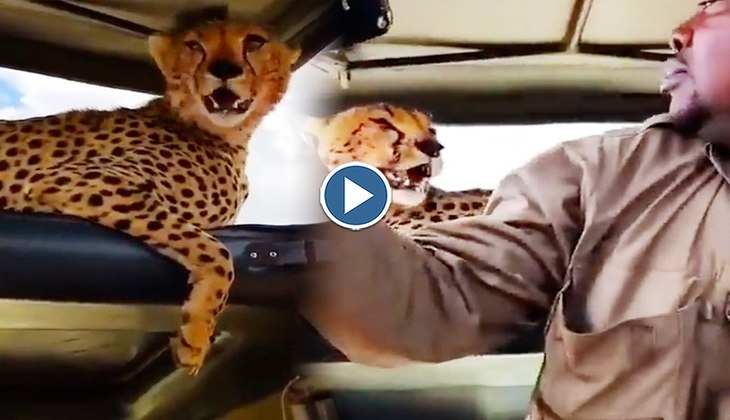 Viral Video: जब कार के ऊपर चढ़ गया चीता तो सेल्फी लेने लगा टूरिस्ट, वीडियो देख लोग बोले-'शुक्र है ये भूखा नहीं है'