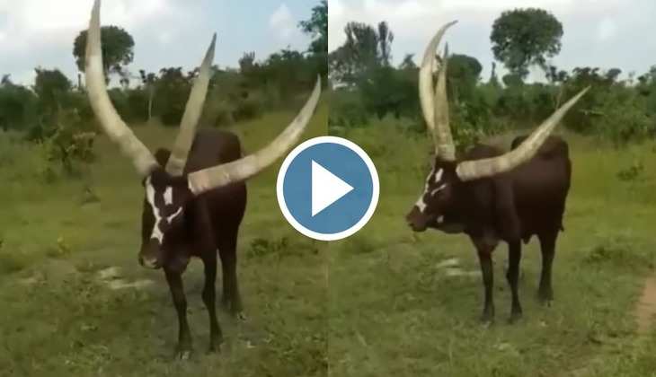 Cow Viral Video: क्या आपने कभी देखी है तीन सींगों वाली गाय? अगर नहीं तो यह वीडियो देखकर आपका मुंह रह जाएगा खुला