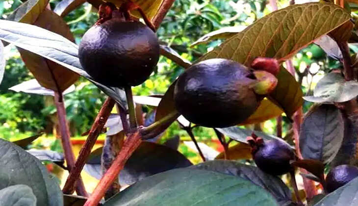 Fruit Business: इस फल का बिजनेस बनाएगा मालामाल, धड़ल्ले से होगी बिक्री! जानें कैसे होगी शुरुआत