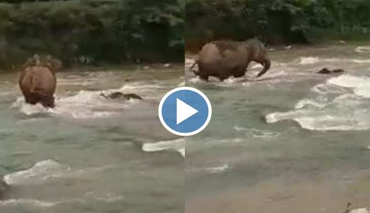 Viral Video: Haww! नदी में बहे जा रहा था हाथी का बच्चा, देखिए फिर मां हथिनी ने लगा दी अपनी जान की बाजी