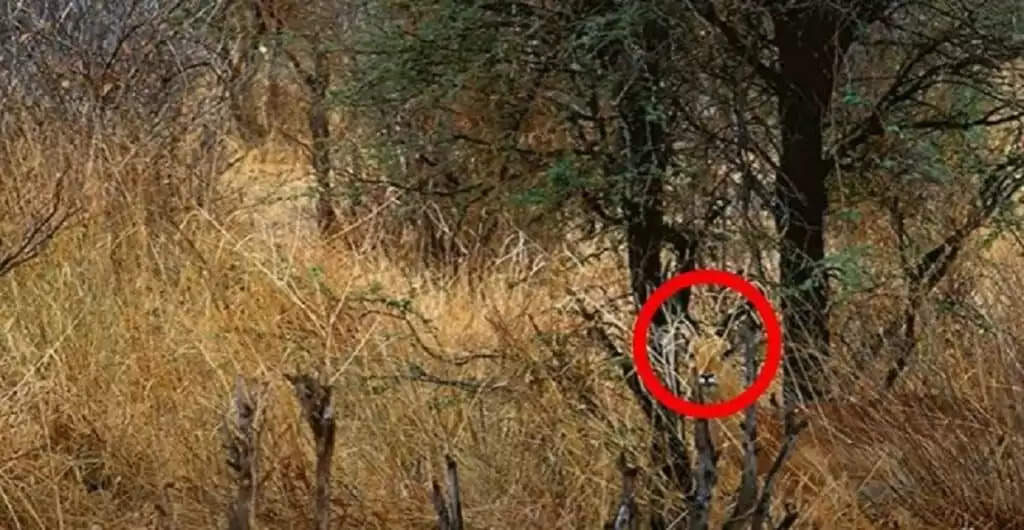 Optical Illusion:  इस तस्वीर में छिपा है एक हिरण, आपको दिखा क्या?