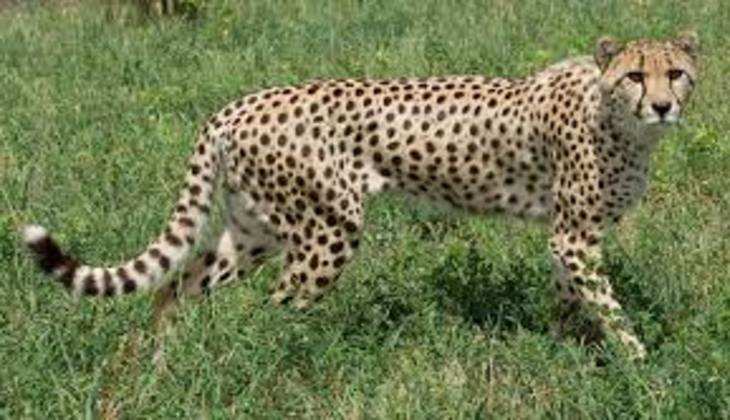 Cheetah Project: भारत में बढ़ा चीतों का कुनबा, कूनो नेशनल पार्क में हुआ 12 नए चीतों का हुआ प्रवेश