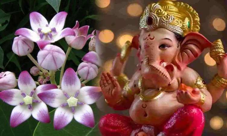 Vastu tips for Ganesh ji: गणेश जी को बेहद प्रिय है पौधा, लगाते ही दूर हो जाती हैं सारी परेशानियां…