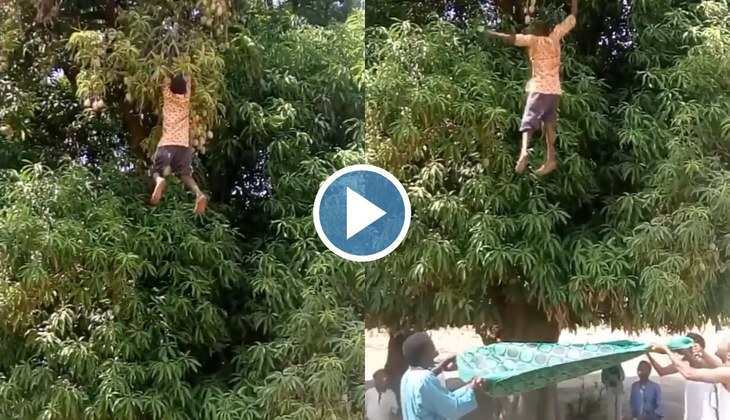Viral Video: आम के पेड़ पर लटक गया बच्चा, देखें फिर कैसे लोगों ने जुगाड़ करके बचाई जान