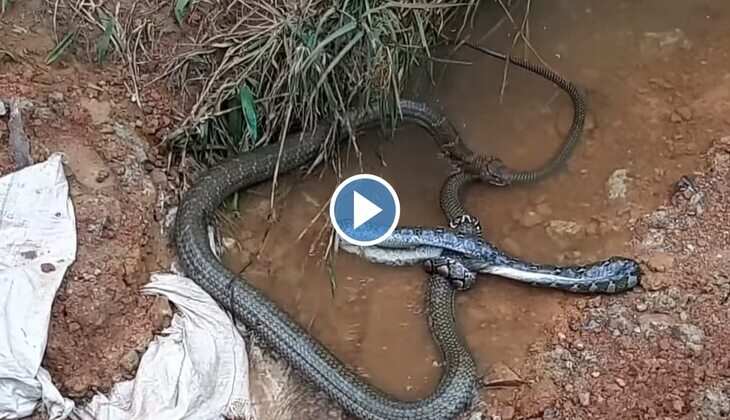 Snake Fight Video: अजगर का किंग कोबरा से पड़ गया पाला, दोनों के बीच हुई भयंकर उठापटक