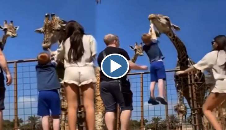Viral Video: Haww! जिराफ को पत्ते खिला रहा था बच्चा एकदम उड़ने लगा हवा में, देखिए फिर क्या हुआ