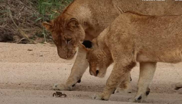 Vedio Viral: शेरों के झुण्ड ने केकड़े को घेरा, आगे जो हुआ देखकर रह जाएंगे दंग