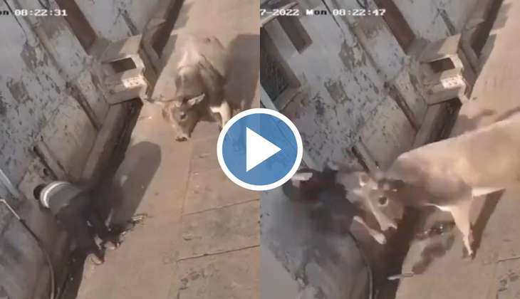Viral Video: मौका देखते ही सांड ने आदमी को पीछे से हवा में उछाला, वीडियो देख आपके भी कान हो जाएंगे खड़े
