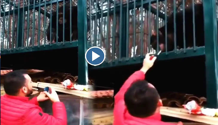Viral Video: ओ तेरी! पिजरे में बैठे-बैठे ही चिम्पैंजी ने फूंकी सिगरेट, देखिए वायरल हो रहा ये वीडियो