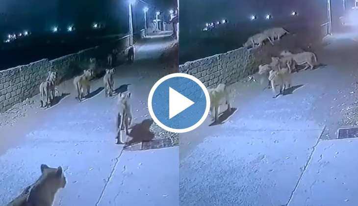 Lion Viral Video: OMG! गांव की सड़कों पर निकला 8 शेरों का झुंड, बाइक पर सवार लोगों की थम गई सासें