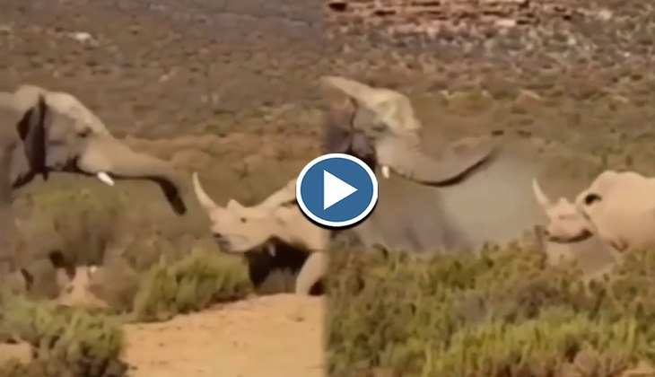 Viral Video: बाप रे बाप! हाथी और गैंडे के बीच हो गई हाथपाई, देखिए दोनों में कौन है ज्यादा जबर
