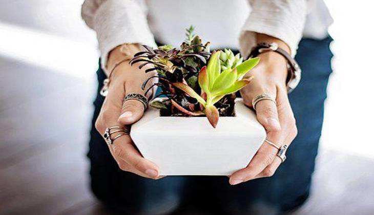 Vastu For Plants: घर के आंगन में लगाएं ये फलदार पौधे, जीवन में कभी नहीं छाएगी उदासी