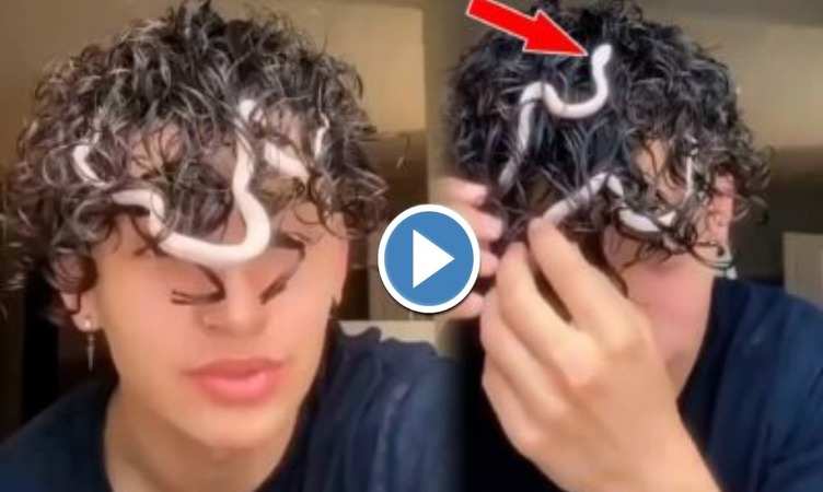 Snake Viral Video: लड़के के मैगी जैसे घुंघराले बालों में घुस गया छोटा सा सांप, देखें फिर कैसे निकाला बाहर