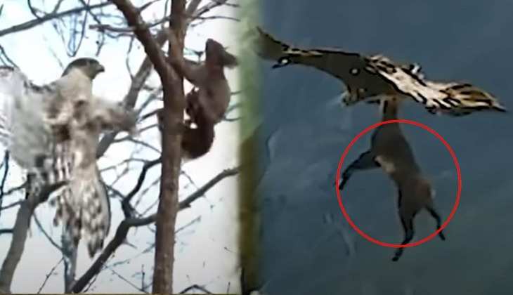 Eagle ka Video: ओ भाई! लोमड़ी को अपने पंजों में दबाकर उड़ा ले गया बाज, वीडियो देख निकल जाएगी चीख