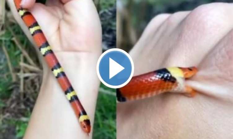 Snake Viral Video: छोटे से सांप से खिलवाड़ कर रहा था शख्स, अचानक हुआ कुछ ऐसा कि खड़े हो जाएंगे रोंगटे