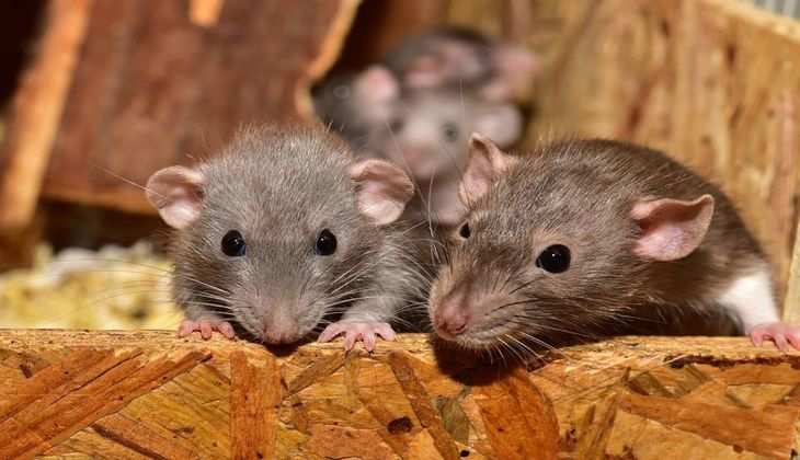 चूहों ने मचा रखा है घर में आतंक? इन घरेलू उपायों से दुम दबाकर न भाग जाएं तो कहना