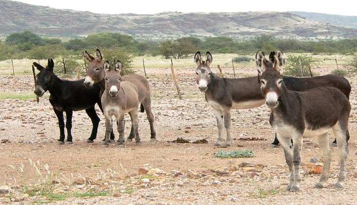 पाकिस्तान के गधों और कुत्तों को क्यों खरीदना चाह रहा चीन? जानिए क्या करता है इनका