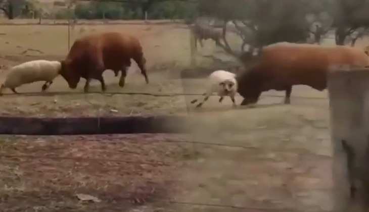 Viral Video: जरा सा भेड़ तगड़े सांड से भिड़ा, खूब देखी जा रही ये लड़ाई
