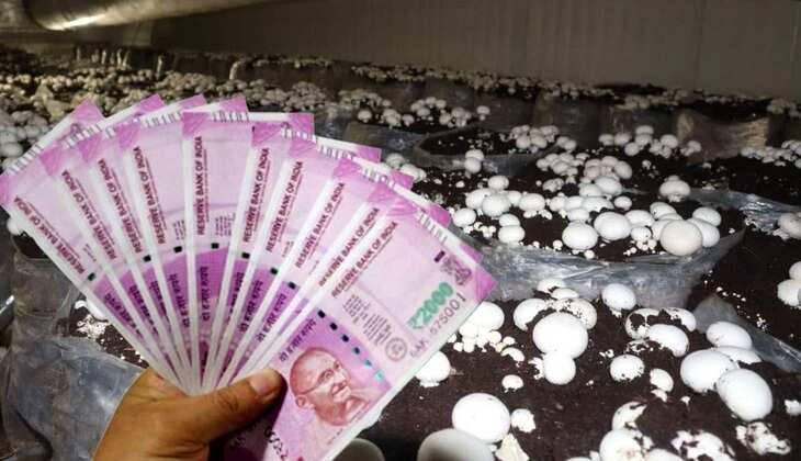 Business Idea: सरकार की मदद से घर बैठे शुरू करें ये सुपरहिट बिजनेस, सालाना कमा पाएंगे लाखों रुपये