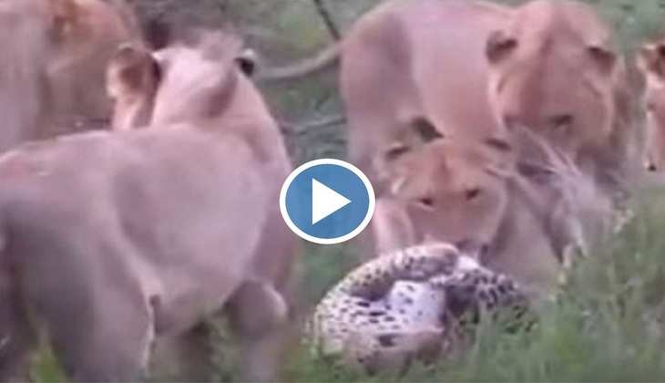 Viral Video: शेरनियों ने मिलकर तेंदुए की लगा दी वॉट, पूंछ पकड़कर खींच ले गईं दातों से! देखिए वीडियो