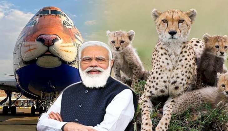कल भारत लैंड करेगा चीतों का विशेष विमान, Kuno National Park में PM Modi कराएंगे इनकी एंट्री