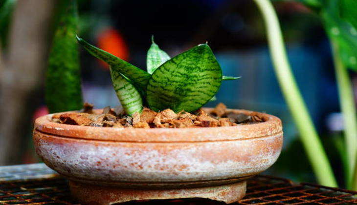 Vastu tips for plant: मानसिक चिंताओं को दूर करने का रामबाण तरीका है ये पौधा, लगाते ही छूमंतर हो जाती हैं परेशानियां...