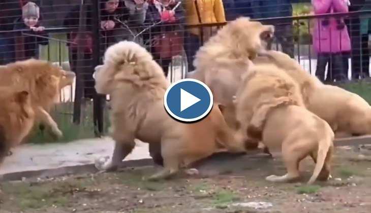 Viral Video: आपस में ही भयंकर रूप से भिड़ गए शेर, खूखार लड़ाई देख फूल जाएंगे हाथ-पांव