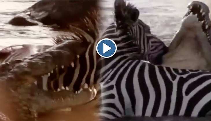 Viral Video: OMG! 'पानी के राजा' ने पकड़ ली जेब्रा की टांग, देखिए फिर कैसे लड़ता रहा आखिरी सांस तक