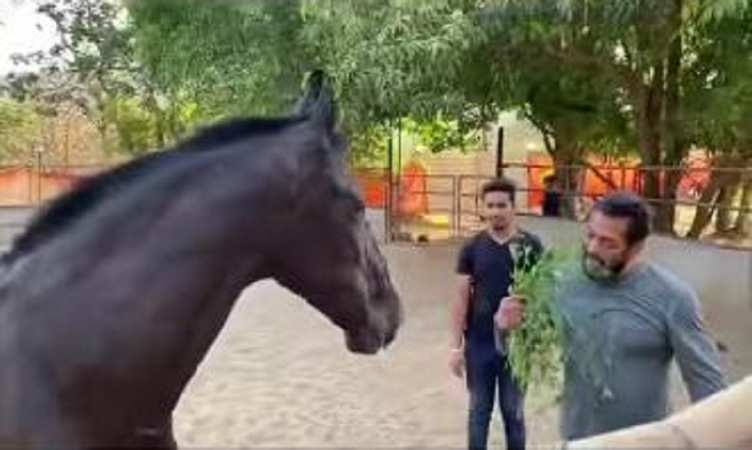 Salman khan घोड़े को चारा खिलाते-खिलाते खुद भी खा गए, जमकर वायरल हो रहा Video