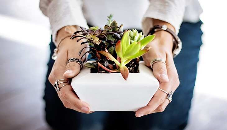 Vastu For Lucky Plant: घर की सुख-शांति के लिए आंगन में लगाएं ये पौधा, धन के साथ दौड़ी चली आएंगी खुशियां