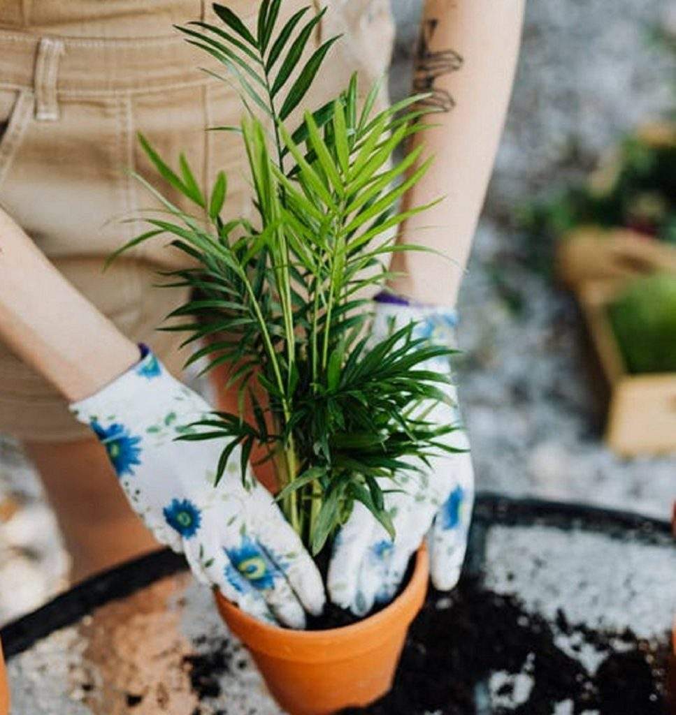 Gardening: आज ही इन हरे भरे Plant को घर में लगाएं और गर्मी को कर दें टाटा बाय बाय