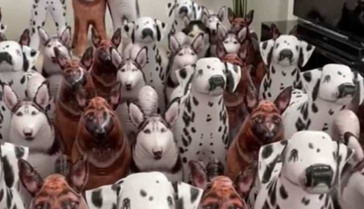 Optical Illusion: इन ढ़ेर सारे नकली कुत्तों के बीच छिपा है एक असली कुत्ता,दम है तो 10 सेकेंड में ढूंढ़कर बताइए