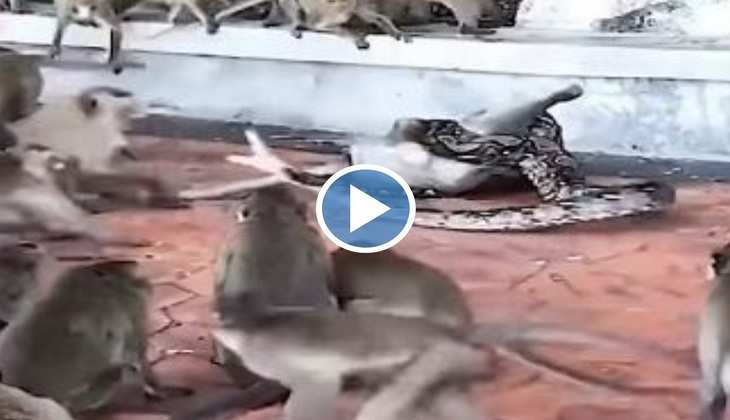 Viral Video: बाप रे! अजगर ने बंदर के बच्चे को अपनी पूंछ में लिया जकड़, देखिए फिर वानर सेना ने क्या किया