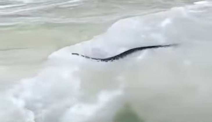 सांप को पानी में रिवरक्राफ्टिंग करता देख चिल्ला पड़े टूरिस्ट, वीडियो देखकर जनता ने बजाईं तालियां