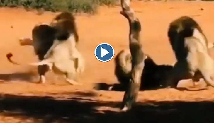 Viral Video: दईया रे! एक दूसरे की जान के दुश्मन बन गए बब्बर शेर, देखिए दोनों की दमदार लड़ाई