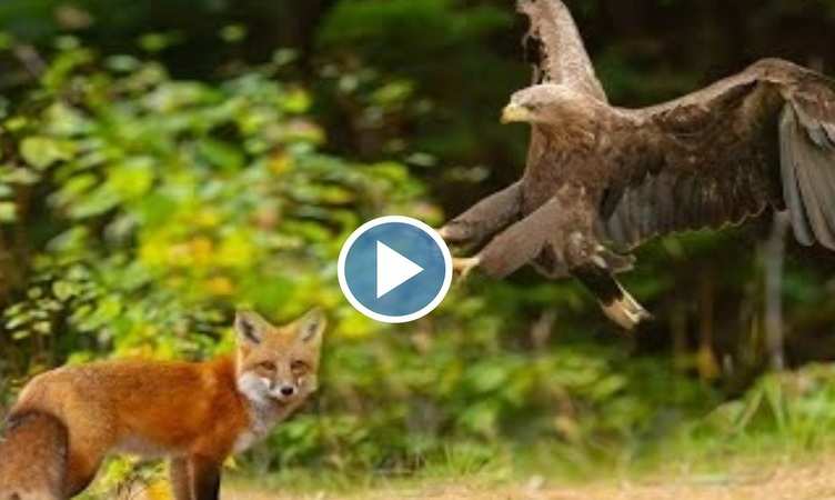 Viral Video: हाय रे! बाज की पैनी निगाह से नहीं बच पाया लोमड़ी, देखिए कैसे मिनटों में किया शिकार
