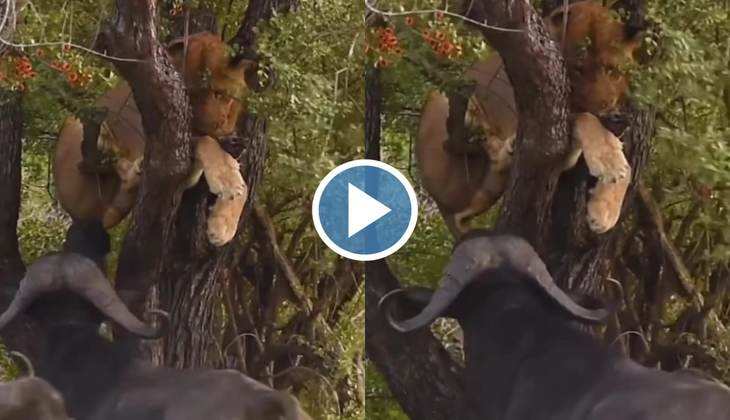 Sherni Ka Video: ओ भाई साहब! भैंसे के डर से पेड़ पर चढ़कर बैठ गई शेरनी, वीडियो देख छूट जाएगी आपकी हंसी